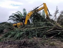 Perambahan Hutan TNTN, Pengamat Hukum: Harus Diproses