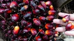 Kembali Naik, Kelapa Sawit Mitra Plasma Minggu Ini Dihargai Rp3.608 per Kg