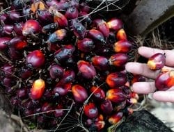 Kembali Naik, Kelapa Sawit Mitra Plasma Minggu Ini Dihargai Rp3.608 per Kg